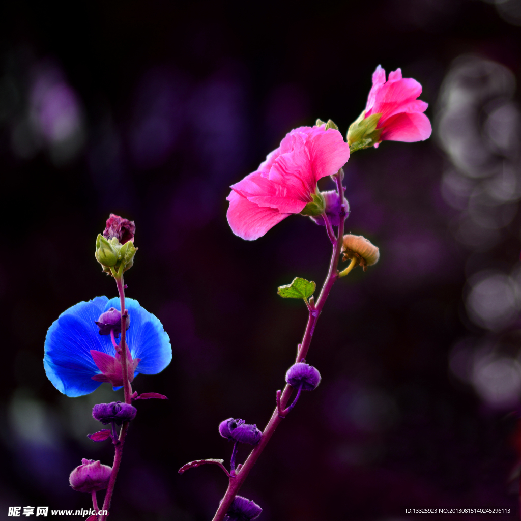 红花