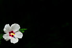 小白花
