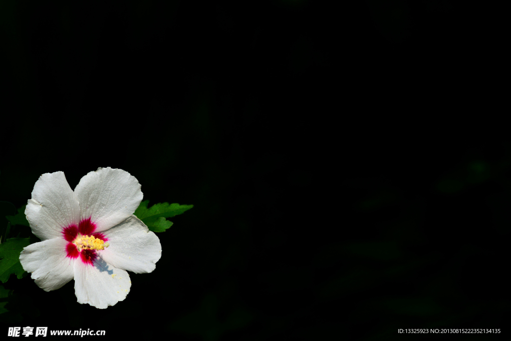 小白花