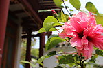 扶桑花