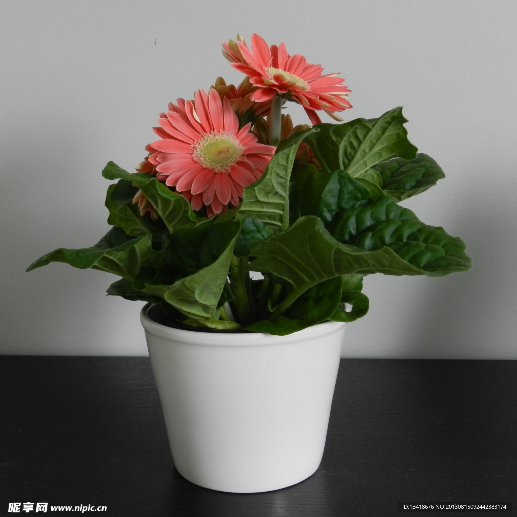 盆栽大叶菊