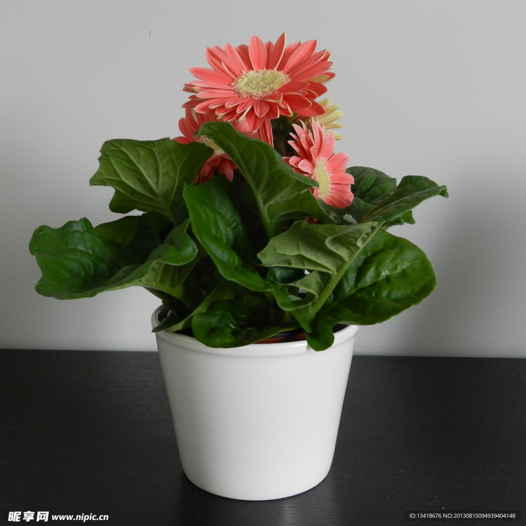 盆栽大叶菊