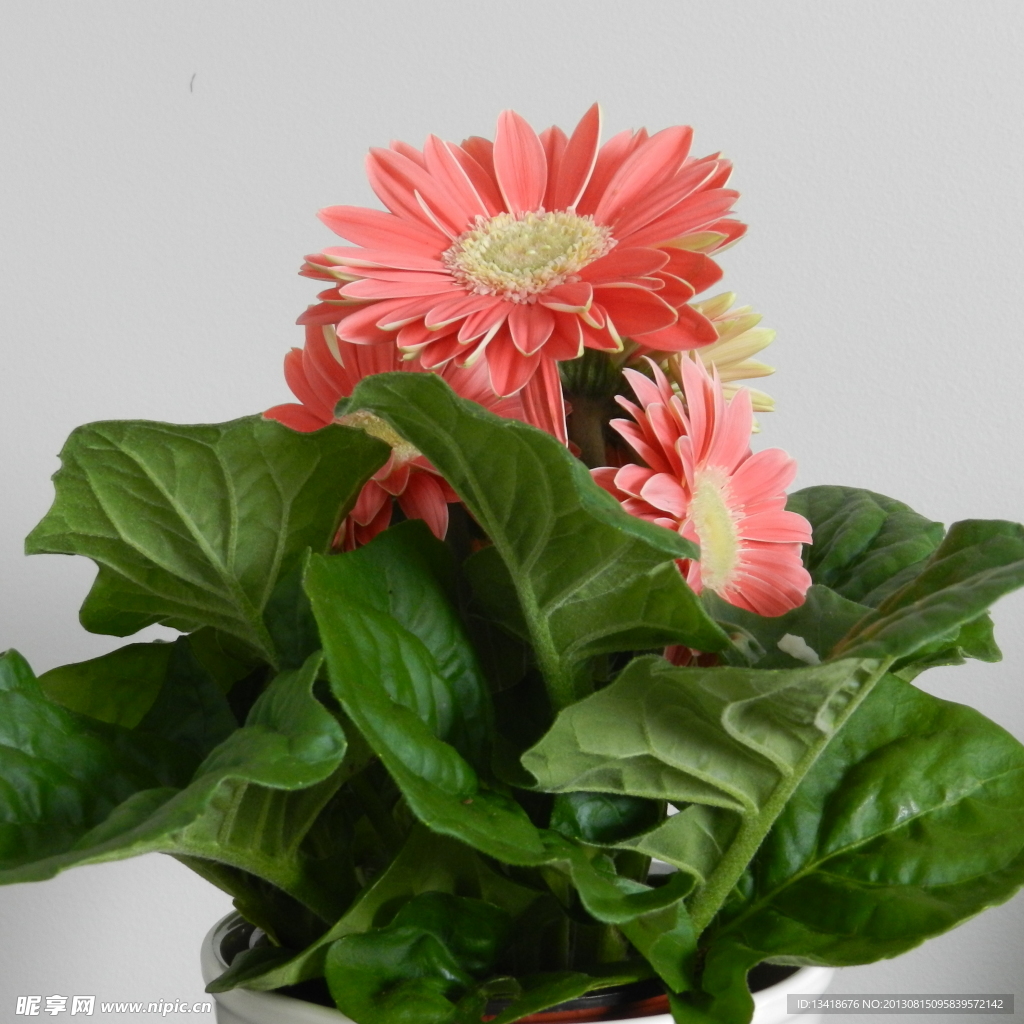 盆栽大叶菊
