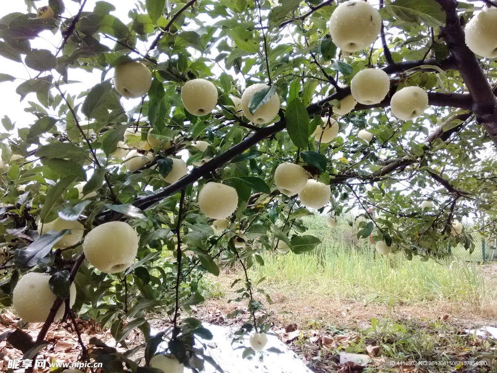 苹果