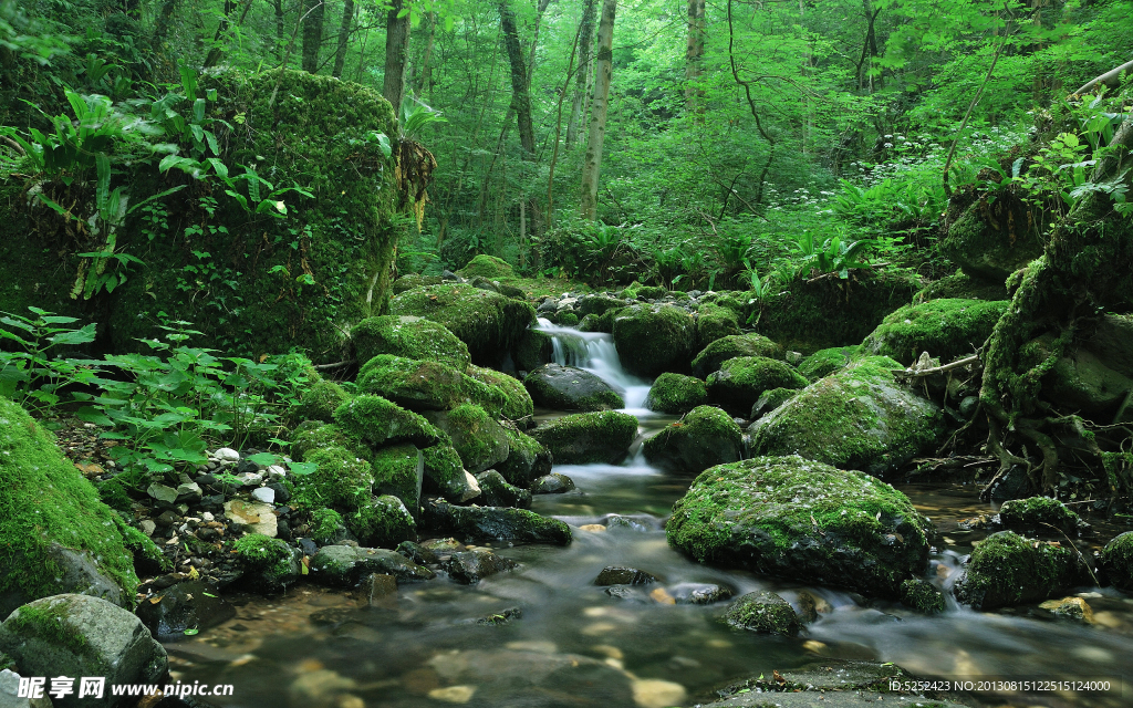 林中流水