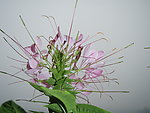 醉蝶花