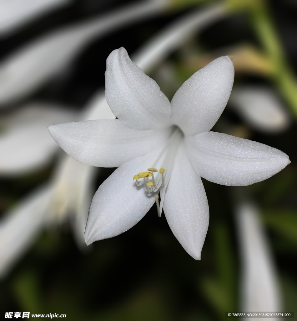 白兰花