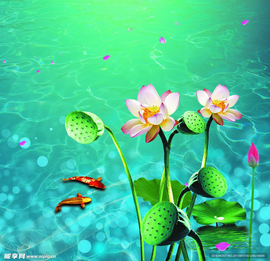 荷花