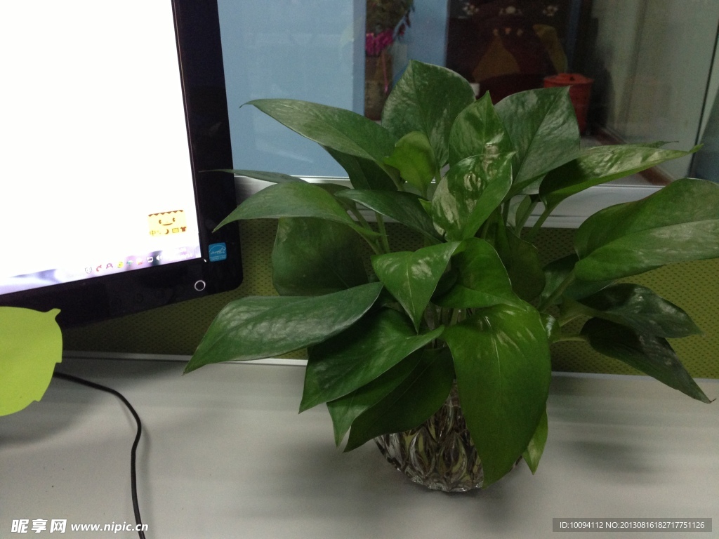 办公室植物