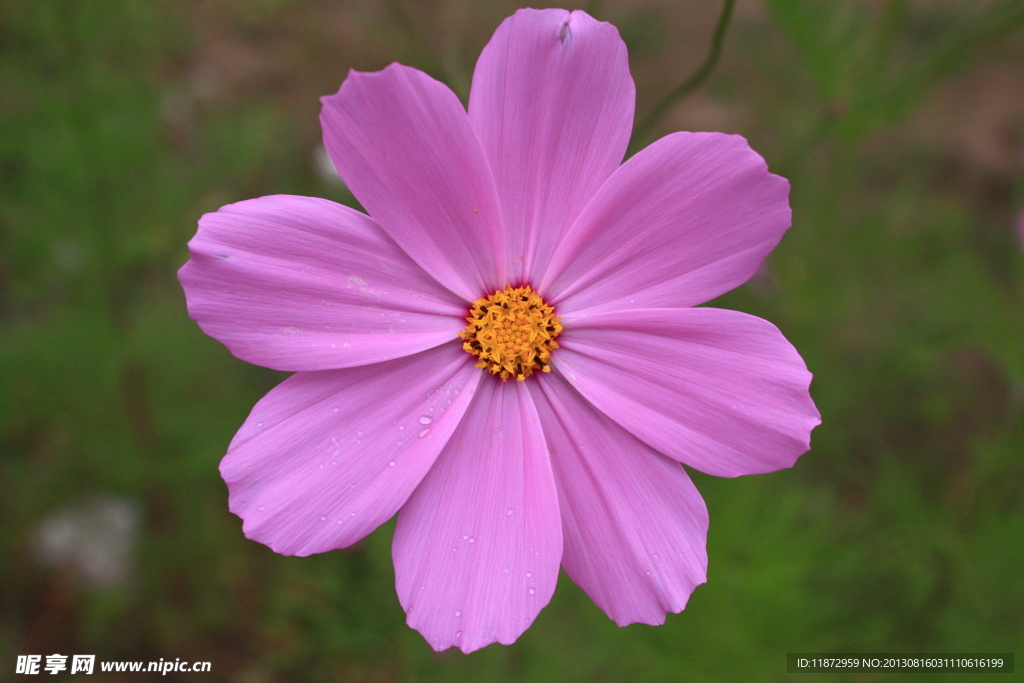 格桑花