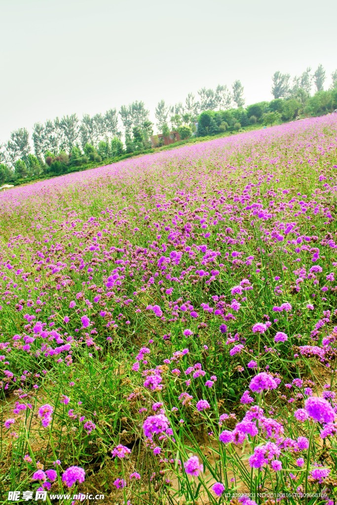 薰衣草基地