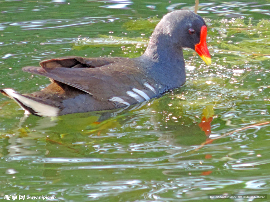 红冠水鸡