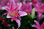 百合花