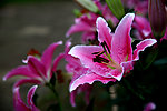 百合花