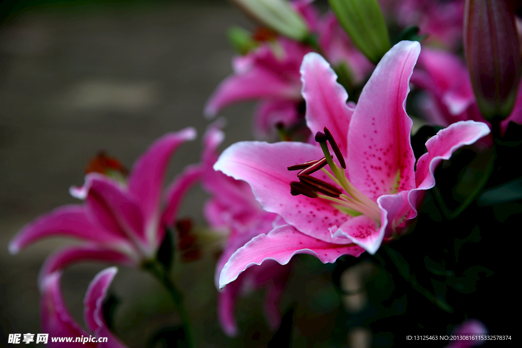 百合花