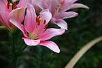 百合花