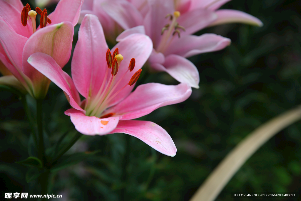 百合花