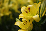 百合花