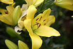 百合花