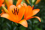 百合花