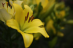 百合花