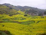 家乡的油菜山