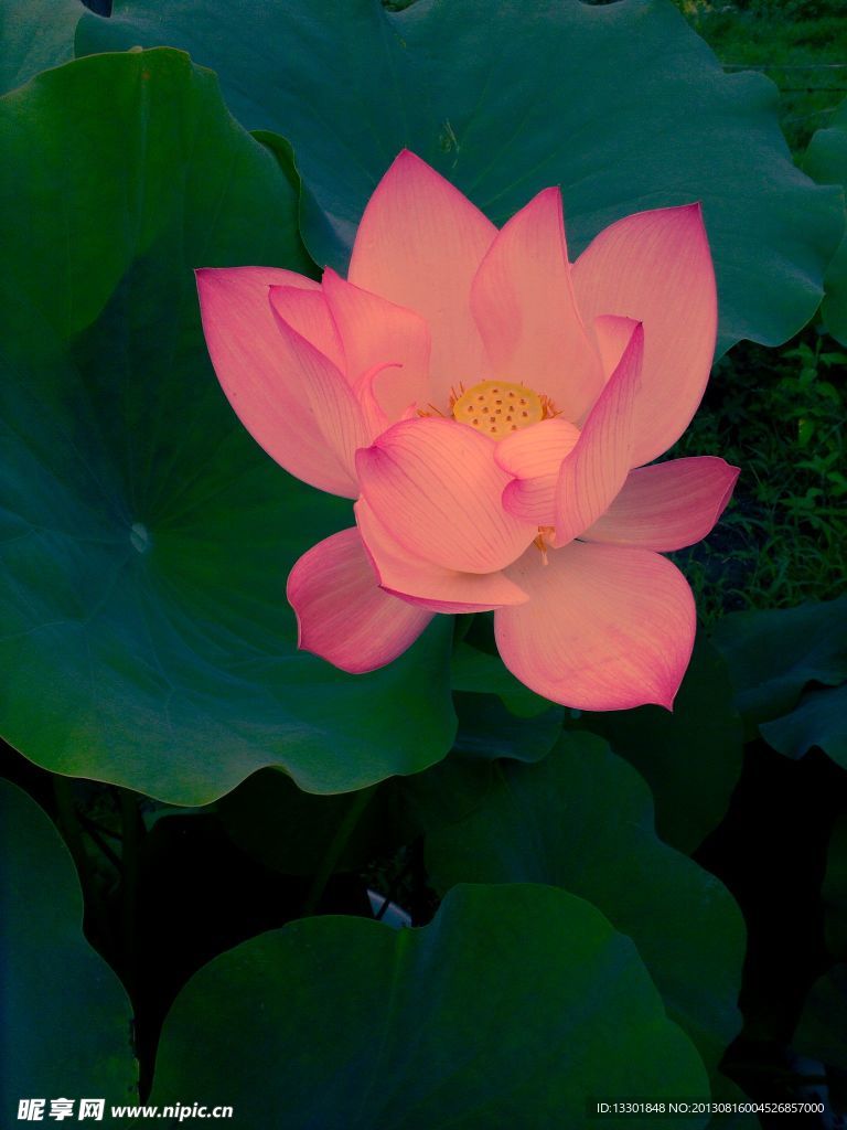 荷花