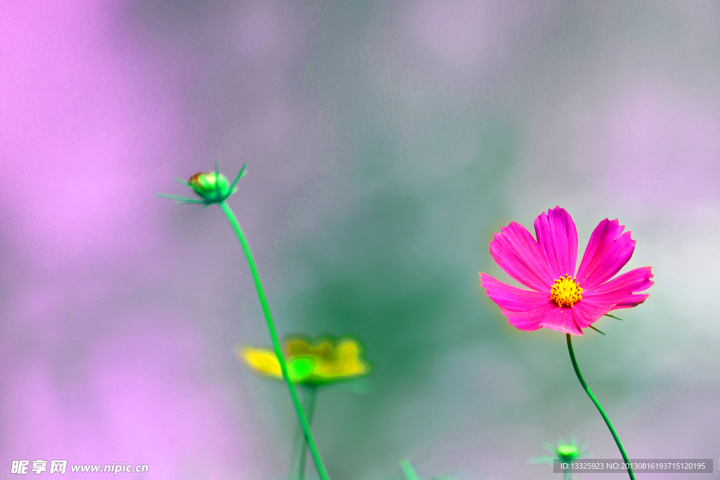 紫红花
