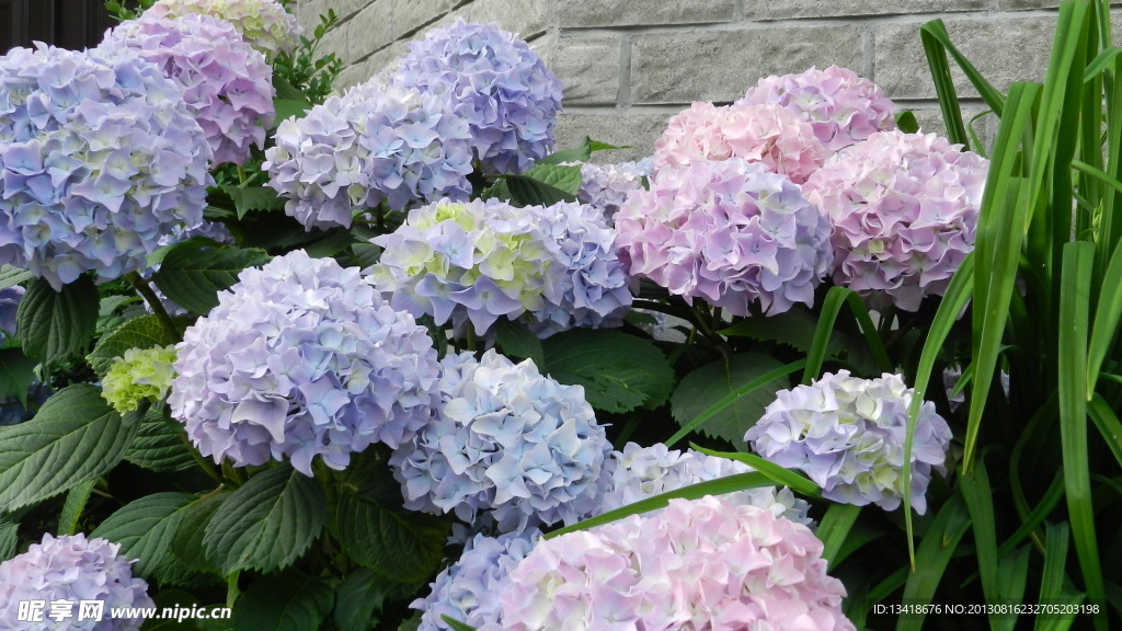 八仙花