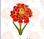 牡丹花