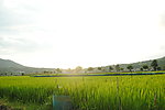 和顺稻田