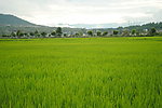 和顺 古镇 稻田