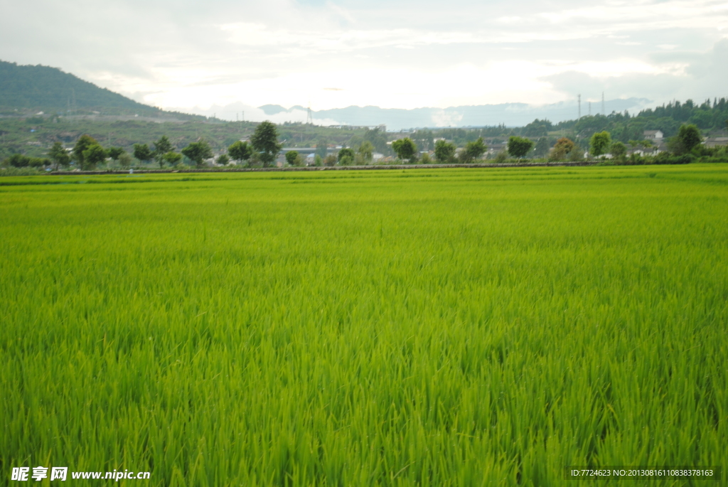 和顺 古镇 稻田