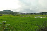 和顺 稻田