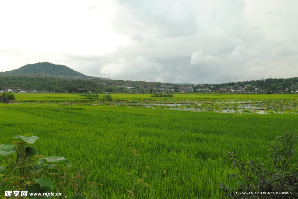 和顺 稻田