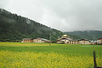 香格里拉油菜花