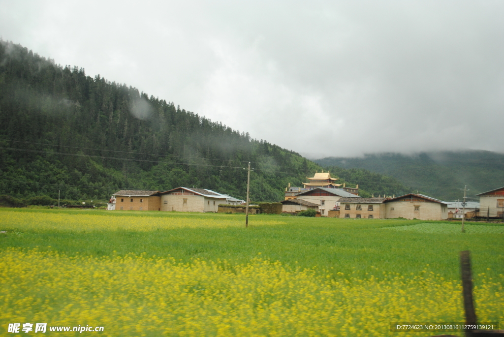 香格里拉油菜花