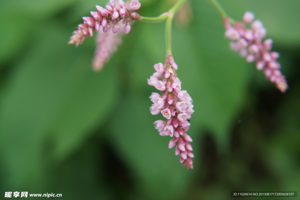 鸡尾花