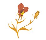 花 底纹