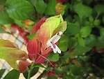 蛇花