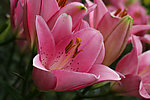 百合花