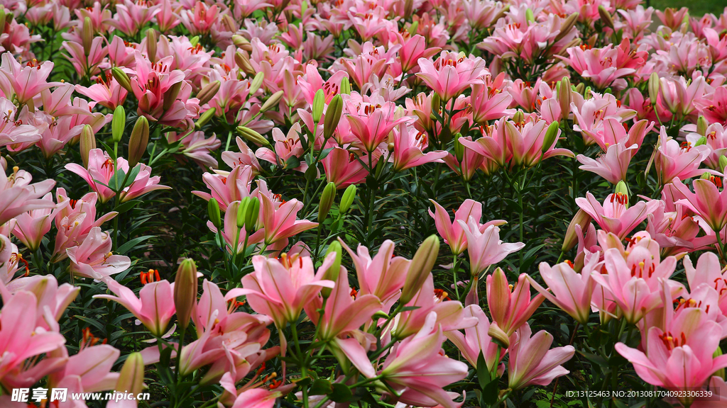 百合花