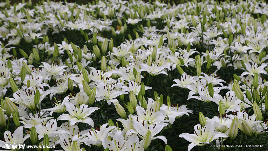 百合花