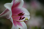 百合花