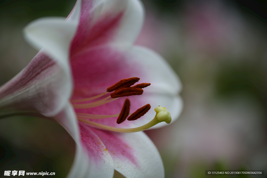 百合花