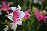 百合花