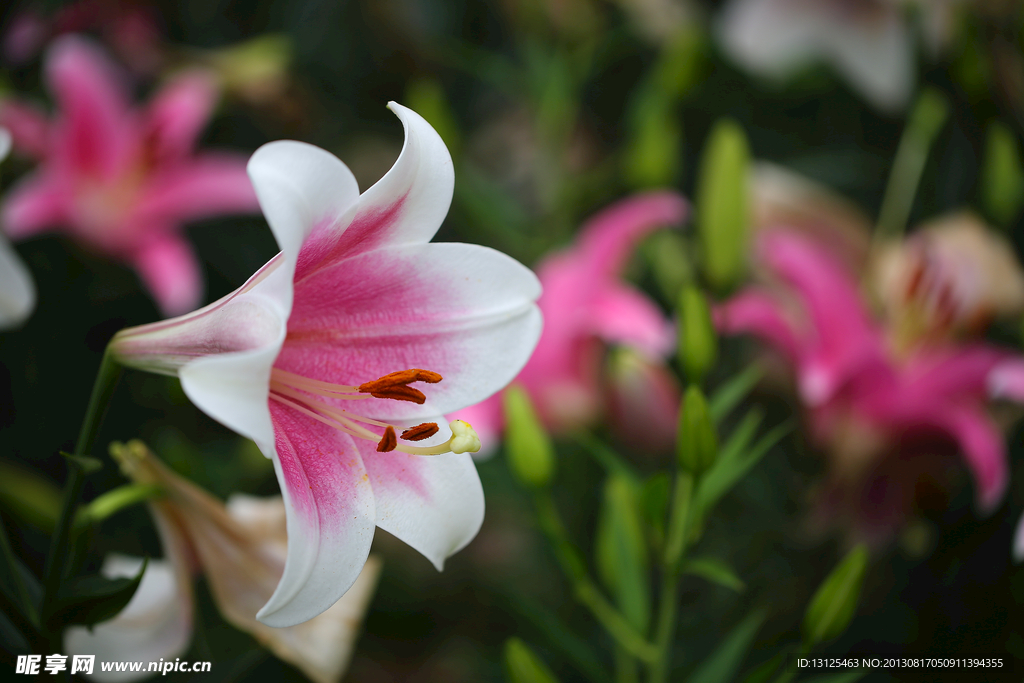 百合花