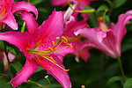 百合花