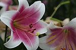 百合花