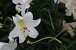 百合花